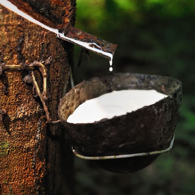Lait d'hévéa récolté dans un bol fixé au tronc